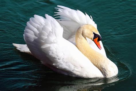 Significado del cisne como animal de poder - descúbrelo aquí
