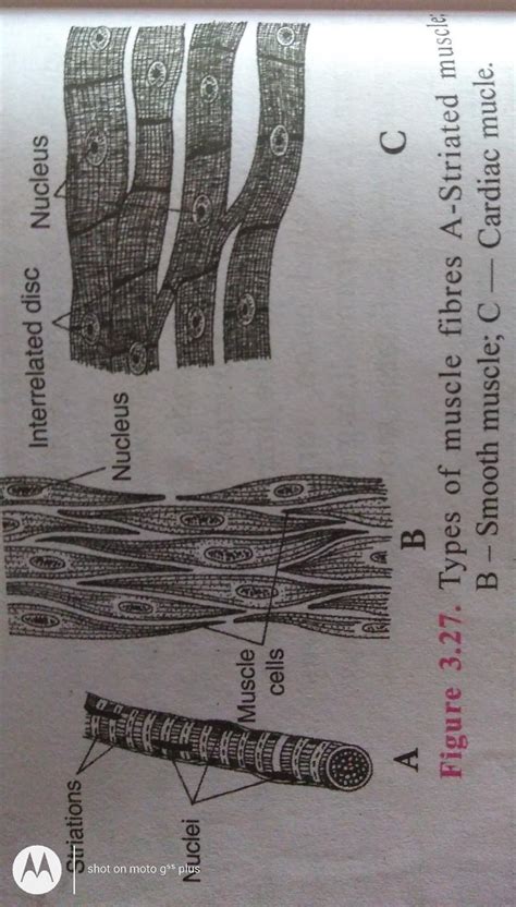 Draw neatly diagrams of striated muscles,non striated muscles and ...