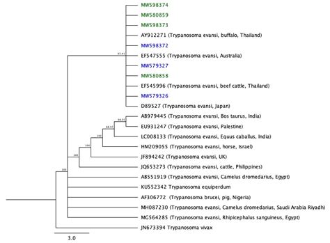 Molecular Identification of Trypanosoma evansi Isolated from Arabian ...