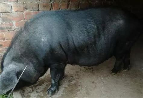 痛心 | 洋猪入侵中国30年：正在爆发一场生态灾难，31种土猪已濒临灭绝！ | 爱猪网