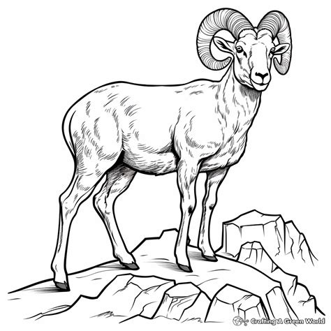 Rocky Mountain Bighorn Sheep Coloring Page