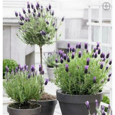 French Lavender Plant