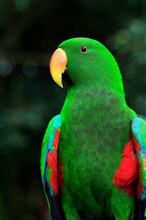 Image result for Parrot Search Algorithm