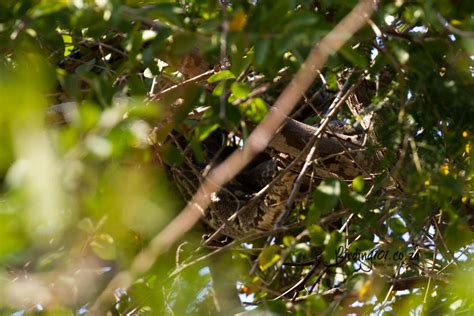 Image result for South African Python