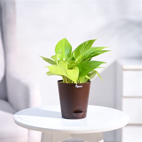 How to Grow Brazilian Lucky Wood Plant – Ugaoo