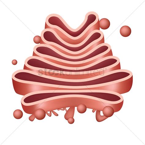 Golgi Apparatus Cliparts | Free Download Clip Art | Free Clip Art | on ...