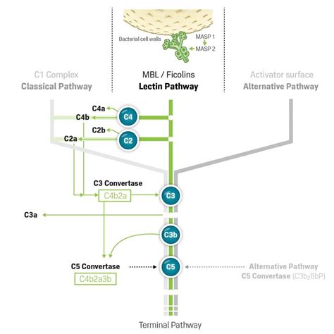 Image result for Lectin Pathway Animation