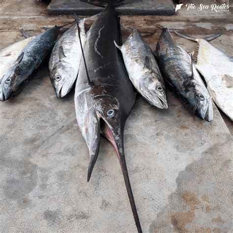 Game Fishing in Andaman: An Angler’s Paradise - The Sea Routes by TravlX
