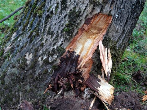 Image result for Tree Rot Infection