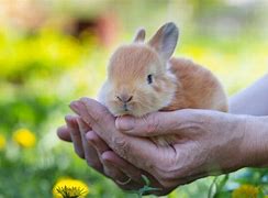 Image result for Caring for Wild Baby Bunny