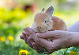 Image result for Baby Bunny Flower