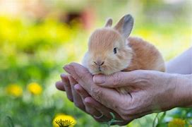 Image result for Wild Brown Baby Bunny