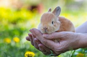 Image result for Sad Baby Bunny