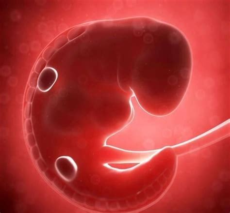 胎儿40周变身记：从0.5厘米受精卵到50厘米宝宝，过程神奇！！！ - 知乎