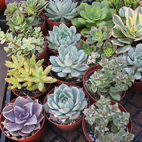Buy Cactus and Succulents Packs online from Nurserylive at lowest price.