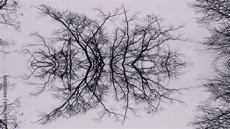 Dark Nature 的图像结果