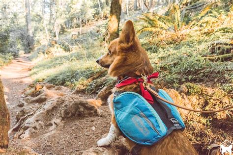 Travelog VI || Mt. Tam Rock Spring Trailhead — LITTLECOOPERBEAR
