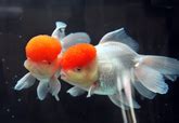 Shop Gold Fishes at FRESHWATERAQUATICA | FRESHWATERAQUATICA