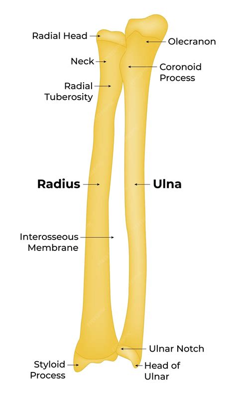 Ilustração vetorial da anatomia do osso do raio ulnar | Vetor Premium