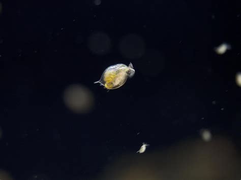 Water Fleas In Aquarium