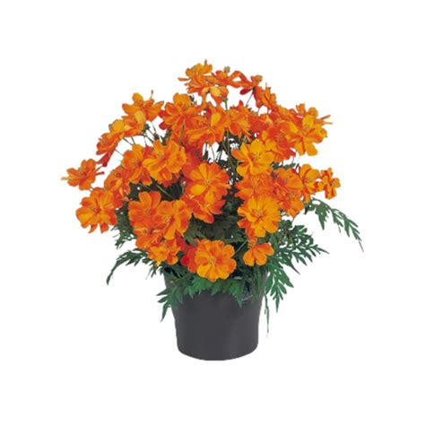 Buy Cosmos Seeds Online in India at Best Price from Trusted Brands ...