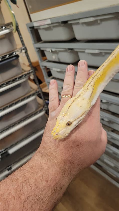 Retic Python Pet 的图像结果