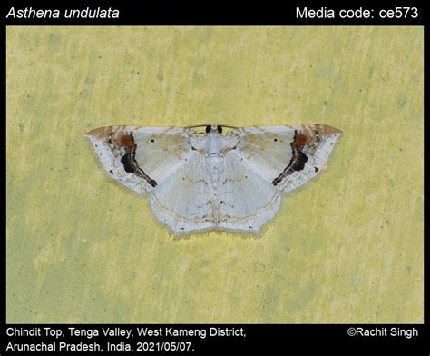 Asthena undulata Wileman, 1915 - | Moths