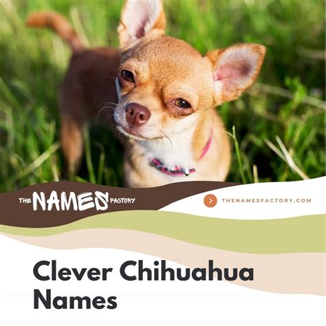 480+ Best Chihuahua Names For Every Pint-Sized Personality - cute names for chihuahua puppies