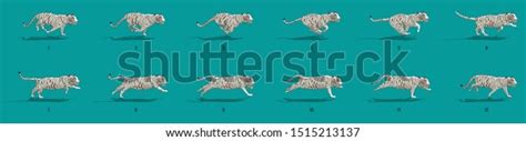 Image result for Tiger Run Cycle Animation
