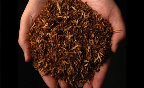 Pemanfaatan Tembakau untuk Kesehatan dari Masa Ke Masa