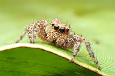 Image result for Spider Species Classification Using Machine Learning