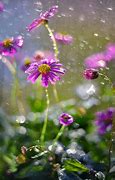 Image result for Summer Rain Flowers