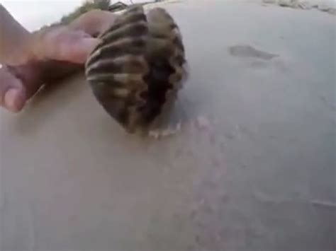 Octopus Shell 的图像结果