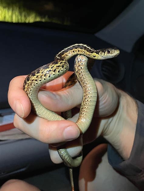 Snakes in general are so badass. No arms or legs, shaped like a worm ...