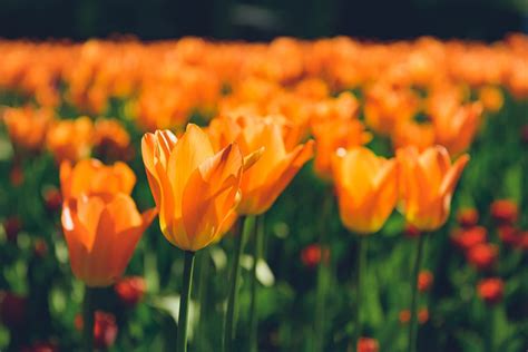 Things That Are Orange