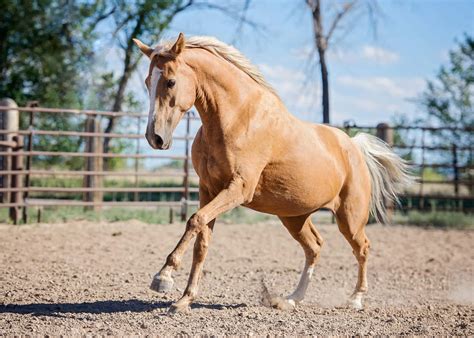 Fondo De Pantalla De Caballo Palomino Dorado Imágenes De Caballo