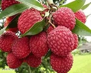 GreenEarth Original Bombai Litchi Plant (Air Layered/Guti Kolom ...