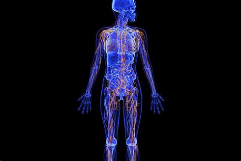 Image result for Lymphatic System Disorders