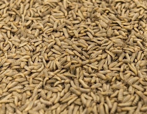 Tierfutter: Protix erwartet einen Insekten-Boom | agrarheute.com