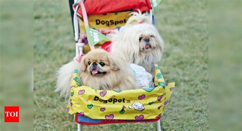 Pet parents splurging more, finds recent survey | India News - Times of ...