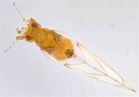 Insect Pests