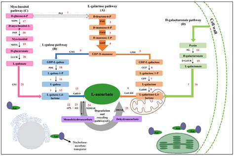 Genome and Transcriptome Analyses of Genes Involved in Ascorbate ...