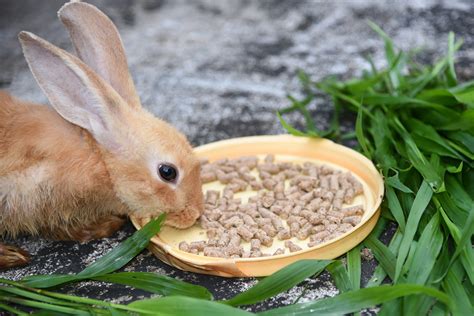 Why Is My Rabbit Eating The Wall at Horace Gant blog
