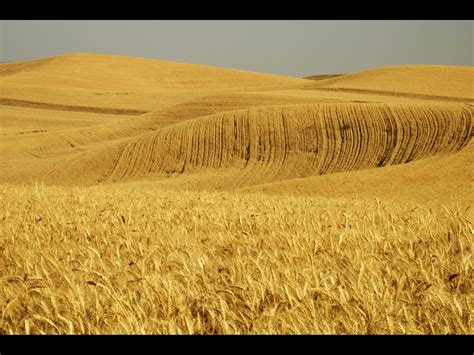 Buttercreek Dryland Wheat Farm | Umatilla County | Pendleton, OR