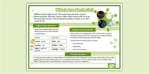 What Are Bacteria? Poster (teacher made) - Twinkl