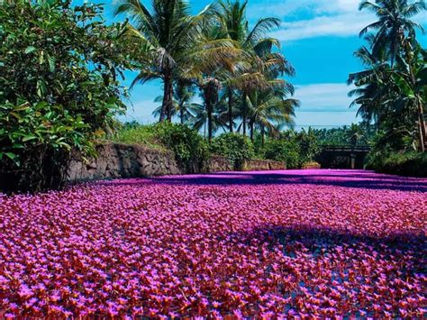 A River In Kerala Has Turned Pink With These Breathtakingly Beautiful ...