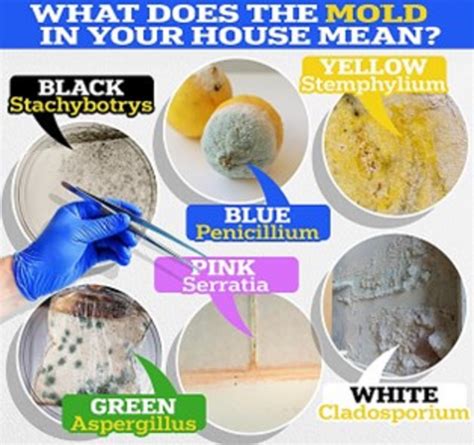 Different Colors Of Mold - Healthy Indoor Consultants Inc