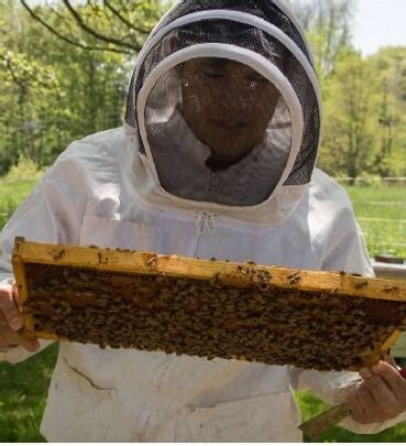 Local Honey 的图像结果