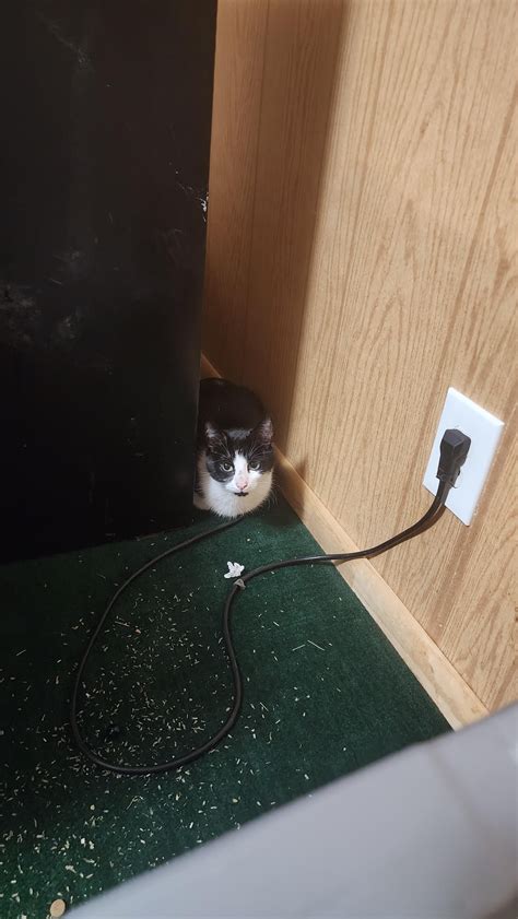 Cat Found Assembly St/ Dwight Merkel Sports Complex/ VA area : r/Spokane