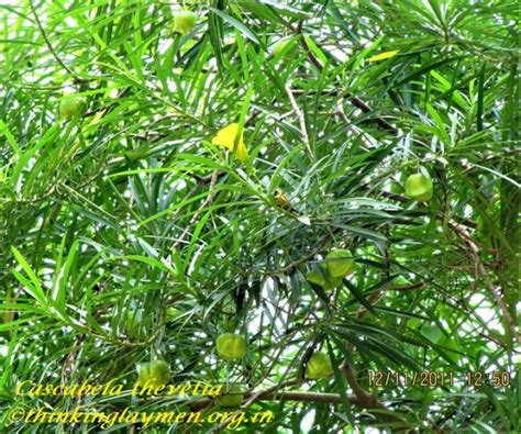 Medicinal Plant Details